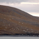 Image: Alexander Gruzdev, Wrangel Island State Nature Reserve
